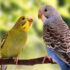 Can Birds Eat Chickpeas? Avian Superfood or Flight Hazard.