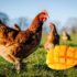 Can Chickens Eat Mango: Should You Feed Your Hens Mangoes.