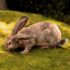 Can Rabbits Eat Corn: Bunny Nutrition Myths Exposed.