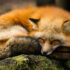 Do Foxes Hibernate: Are Foxes Secret Winter Sleepers?