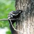 Do Skunks Climb Trees? Uncover the Secret Skill of Skunks.