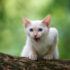 Are Flame Point Siamese Cats Hypoallergenic.